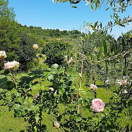 L'albero Di Gameli キウージ